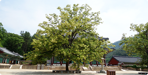 Manchuria linden in front of Daeungbojeon Hall